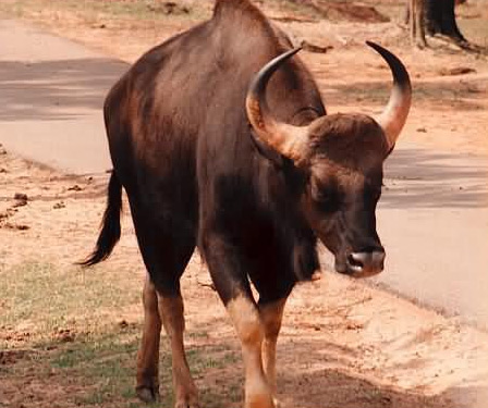 Asian Wild Ox 19