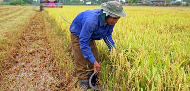 Thai_Farmer_323930a