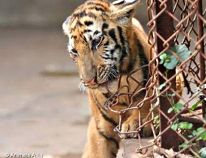 Photo: Animals Asia
